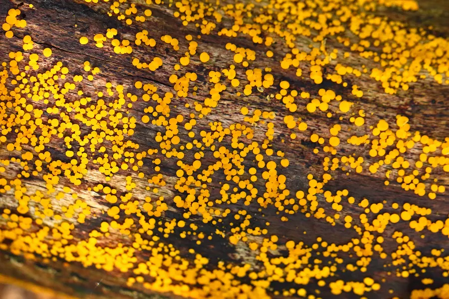 Dokumentasi Calycina citrina — Fotografi