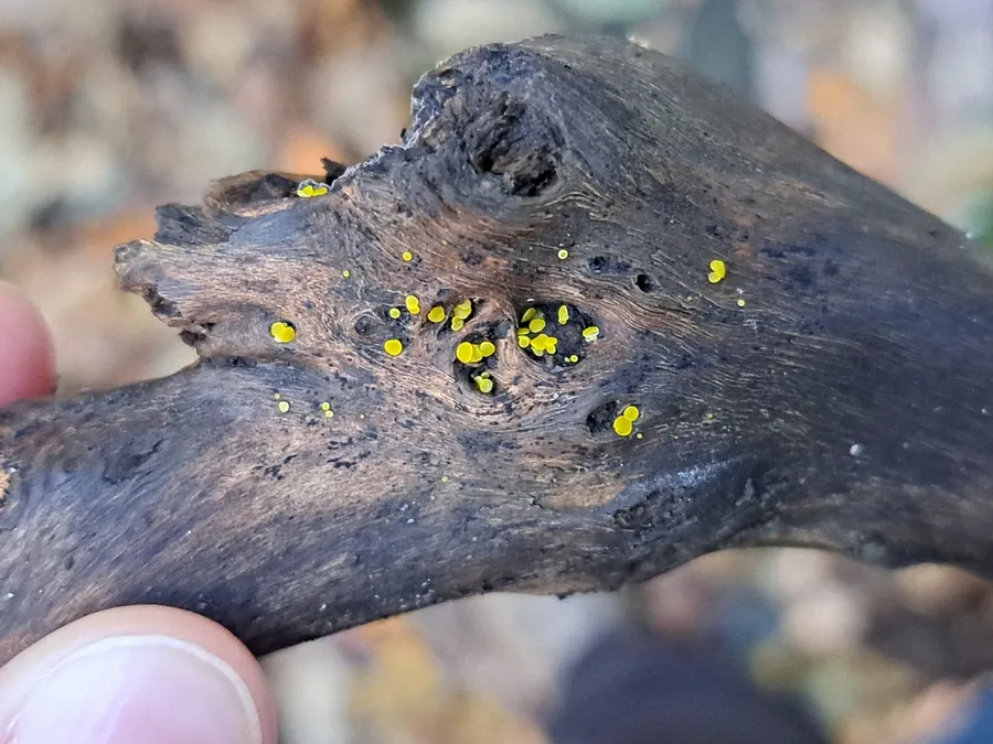 Dokumentasi Calycina claroflava — Fotografi