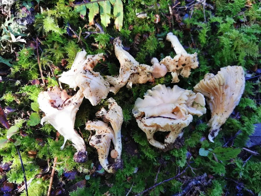 Dokumentasi Cantharellus elsae — Fotografi