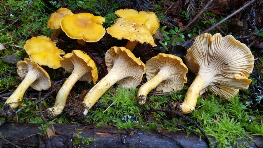 Dokumentasi Cantharellus formosus — Fotografi