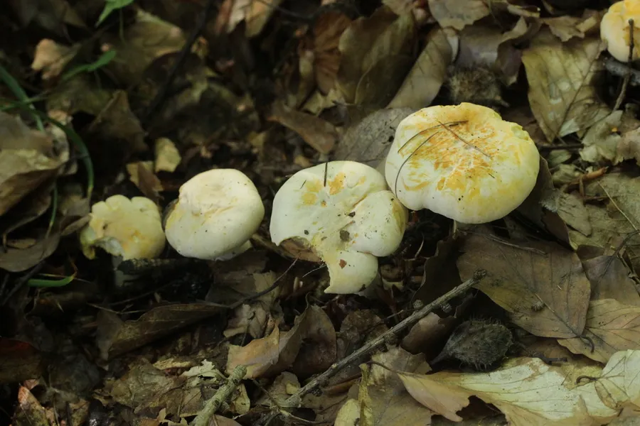 Dokumentasi Cantharellus pallens — Fotografi