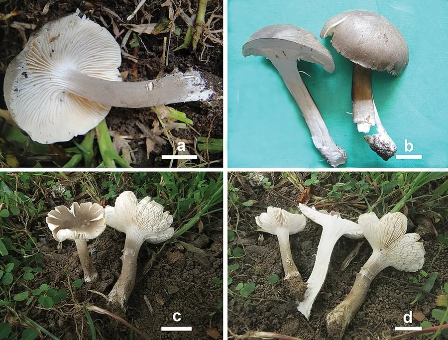 Dokumentasi Cantharocybe virosa — Fotografi