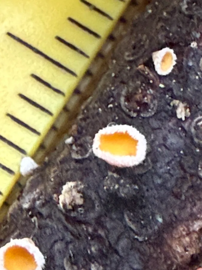 Dokumentasi Capitotricha bicolor — Fotografi