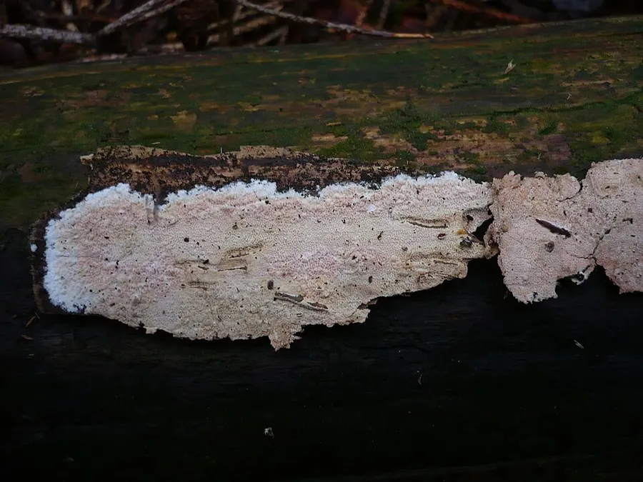 Dokumentasi Ceraceomyces sublaevis — Fotografi