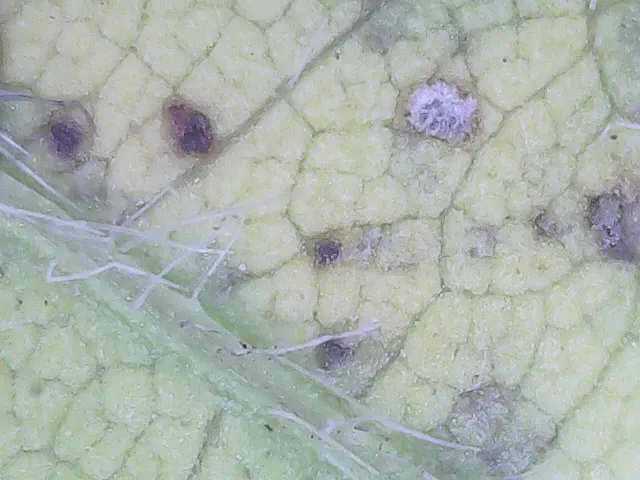 Dokumentasi Cercospora sojina — Fotografi