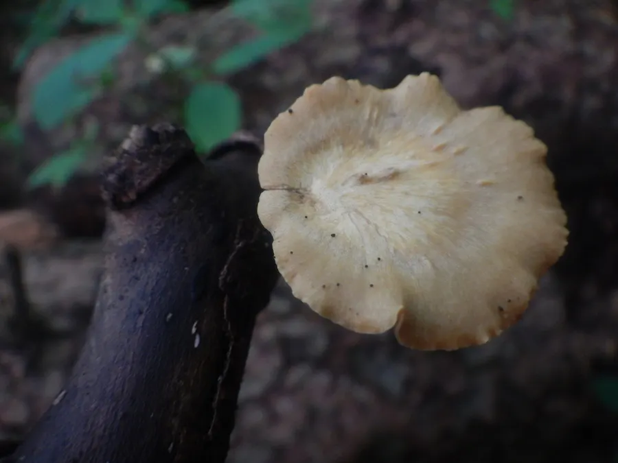 Dokumentasi Cerioporus leptocephalus — Fotografi