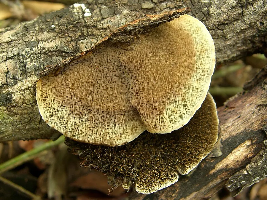 Dokumentasi Hexagonia hydnoides — Fotografi
