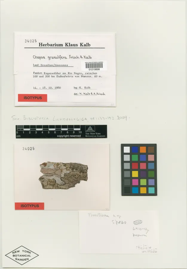 Dokumentasi Chapsa granulifera — Voucher herbarium