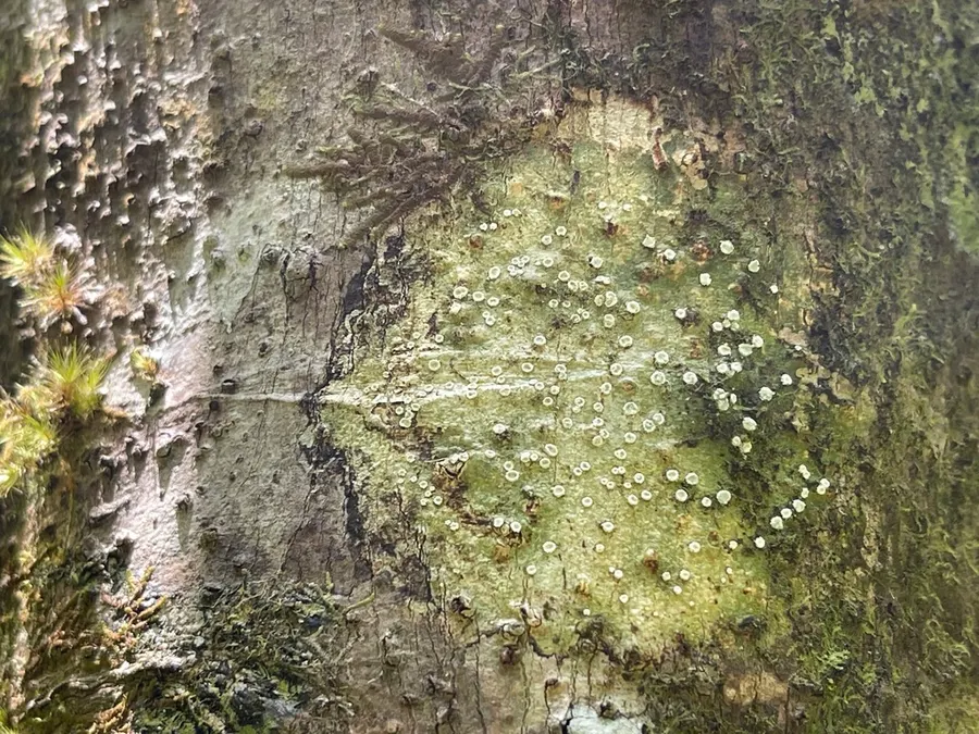 Dokumentasi Chapsa thallotrema — Fotografi