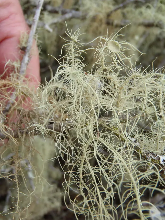 Dokumentasi Usnea florida — Fotografi