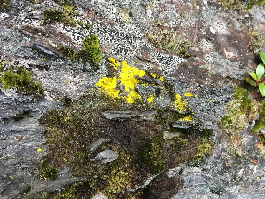 Dokumentasi Chrysothrix onokoensis — Fotografi