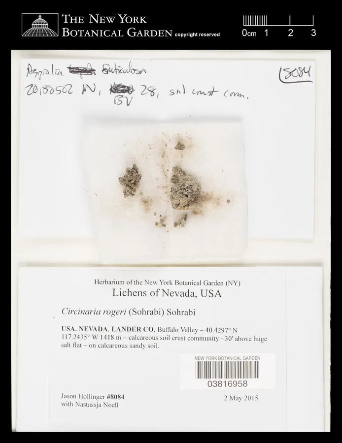 Dokumentasi Circinaria rogeri — Voucher herbarium