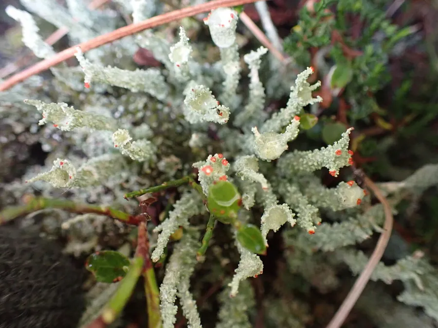 Dokumentasi Cladonia bellidiflora — Fotografi