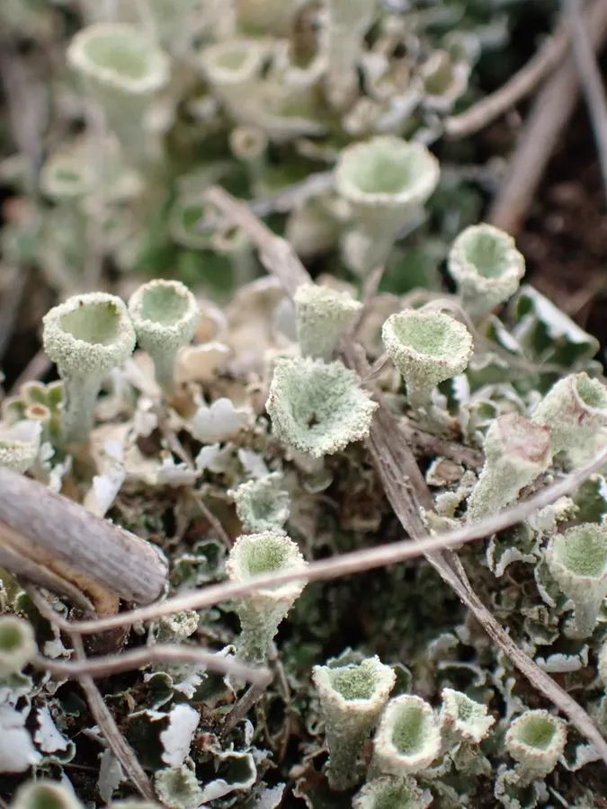 Dokumentasi Cladonia fimbriata — Fotografi