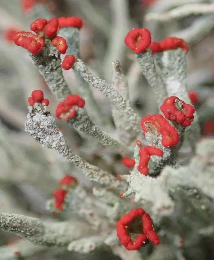 Dokumentasi Cladonia floerkeana — Fotografi