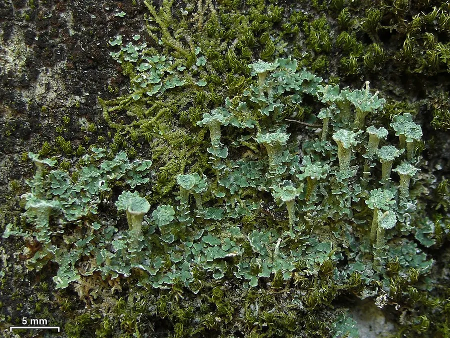 Dokumentasi Cladonia grayi — Fotografi