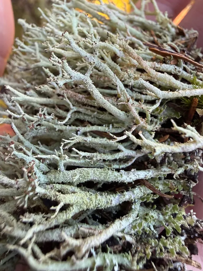 Dokumentasi Cladonia scabriuscula — Fotografi