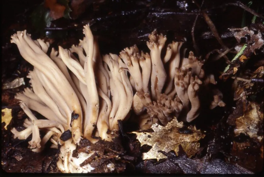 Dokumentasi Clavulinopsis umbrinella — Fotografi