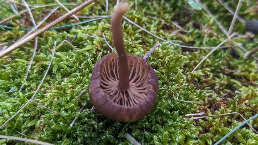 Dokumentasi Clitocybe barbularum — Fotografi