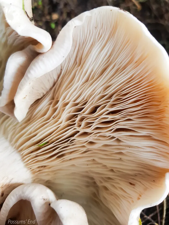 Dokumentasi Clitocybe nebularis — Fotografi