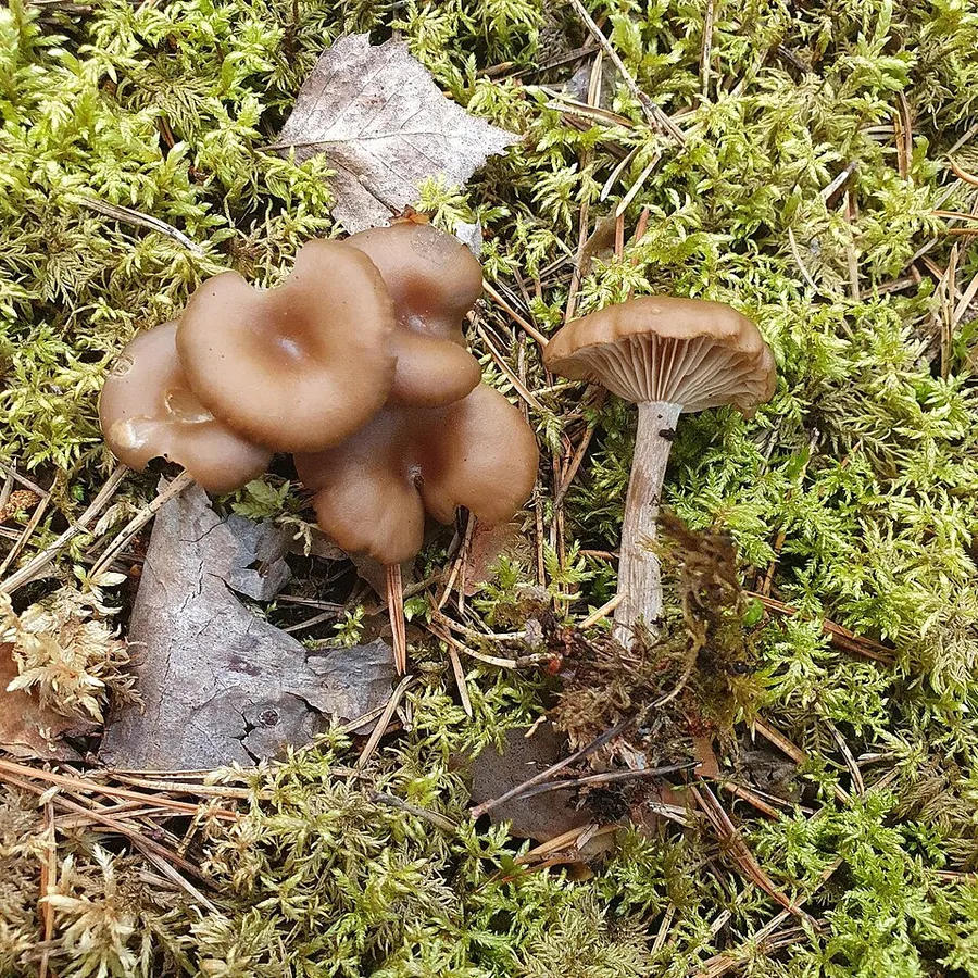 Dokumentasi Clitocybe strigosa — Fotografi