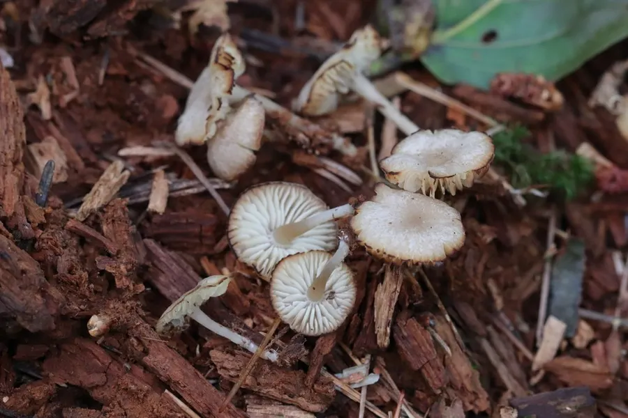 Dokumentasi Clitocybula lacerata — Fotografi