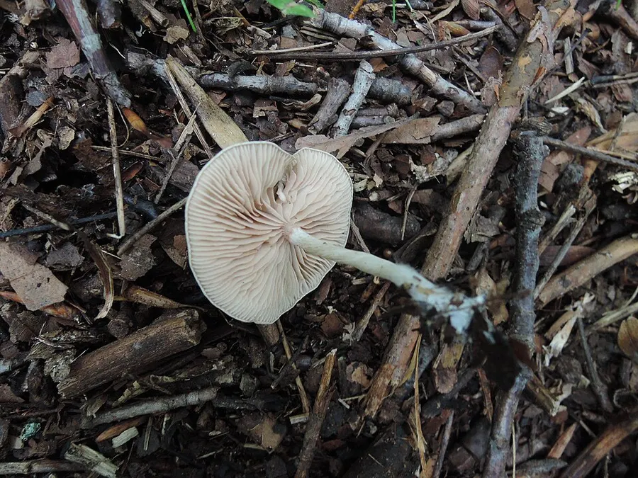 Dokumentasi Rhodocybe hirneola — Fotografi