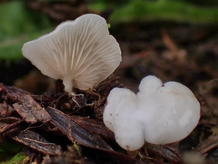 Dokumentasi Clitopilus baronii — Fotografi
