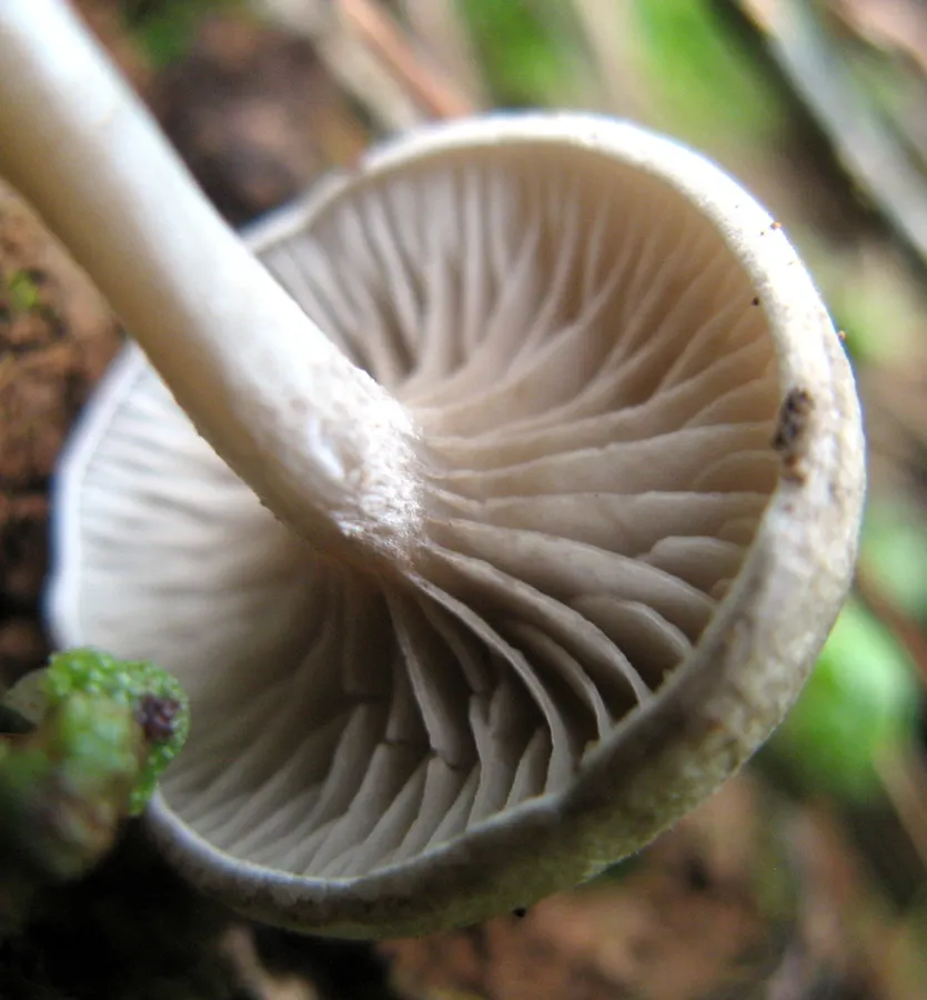 Dokumentasi Rhodocybe caelata — Fotografi