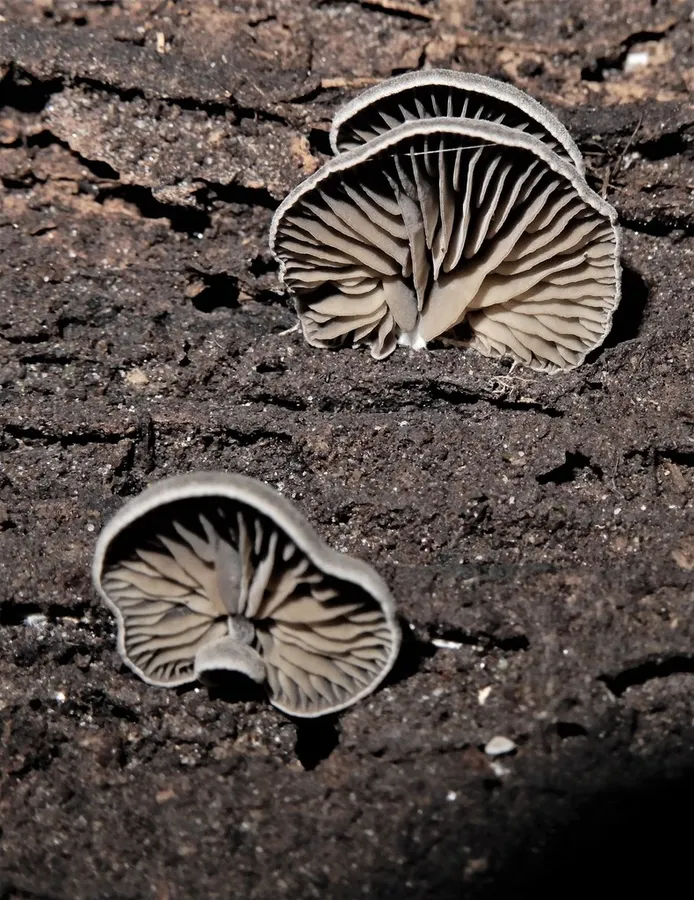 Dokumentasi Rhodocybe conchata — Fotografi