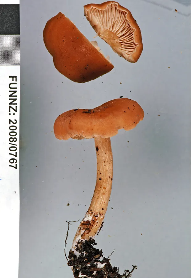 Dokumentasi Rhodocybe dingleyae — Fotografi
