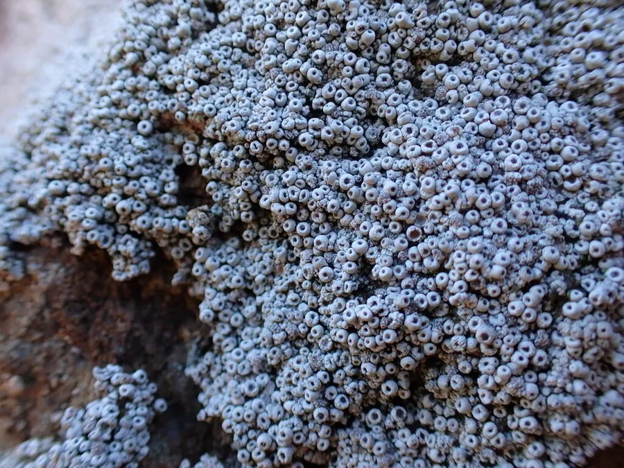 Dokumentasi Coccotrema maritimum — Fotografi