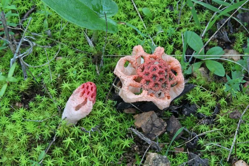 Dokumentasi Colus hirudinosus — Fotografi