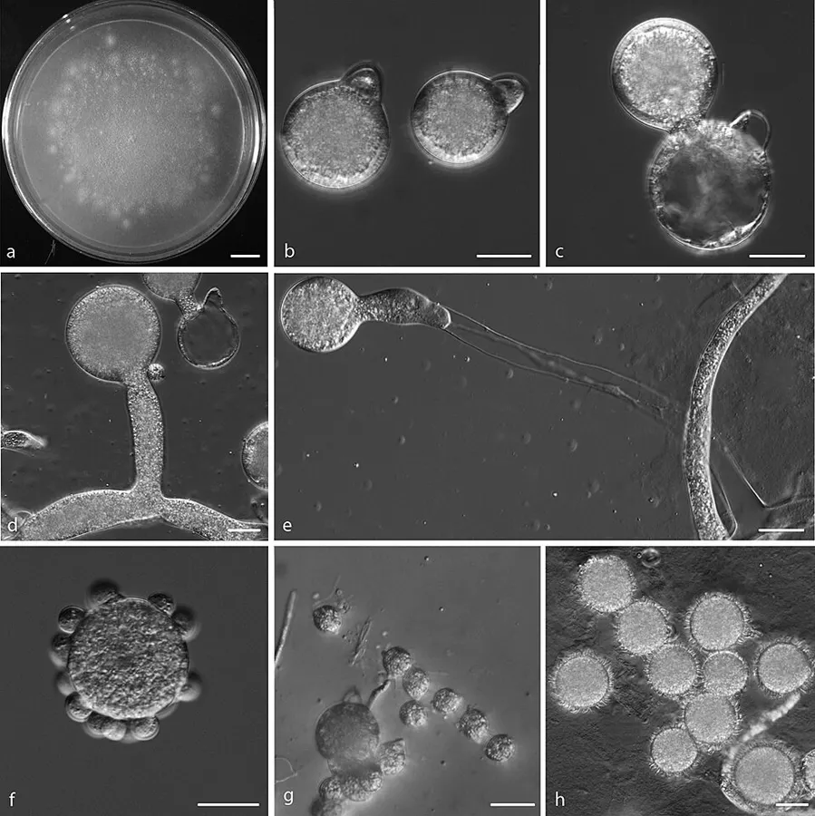 Dokumentasi Conidiobolus coronatus — Fotografi