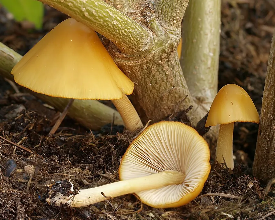 Dokumentasi Conocybe aurea — Fotografi