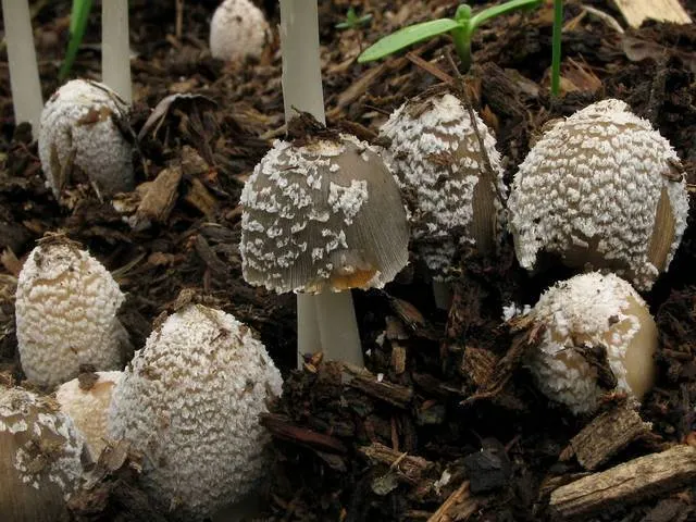 Dokumentasi Coprinellus flocculosus — Fotografi