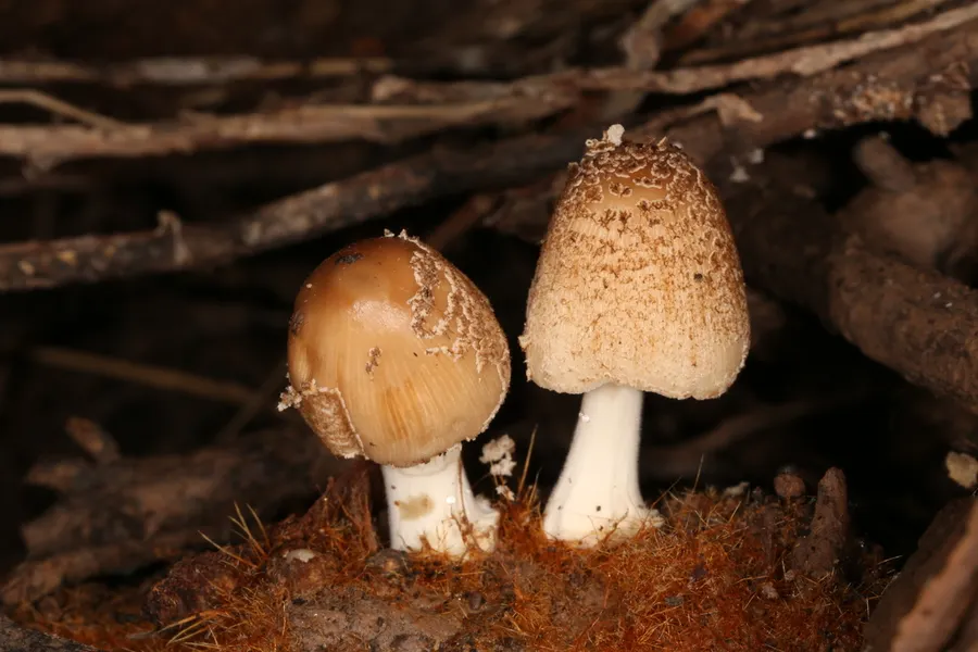 Dokumentasi Coprinellus radians — Fotografi