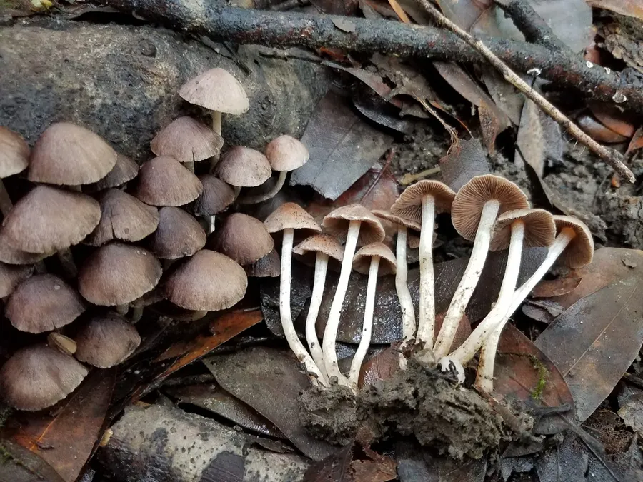 Dokumentasi Coprinopsis canoceps — Fotografi