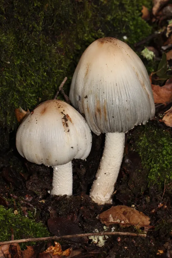 Dokumentasi Coprinopsis insignis — Fotografi