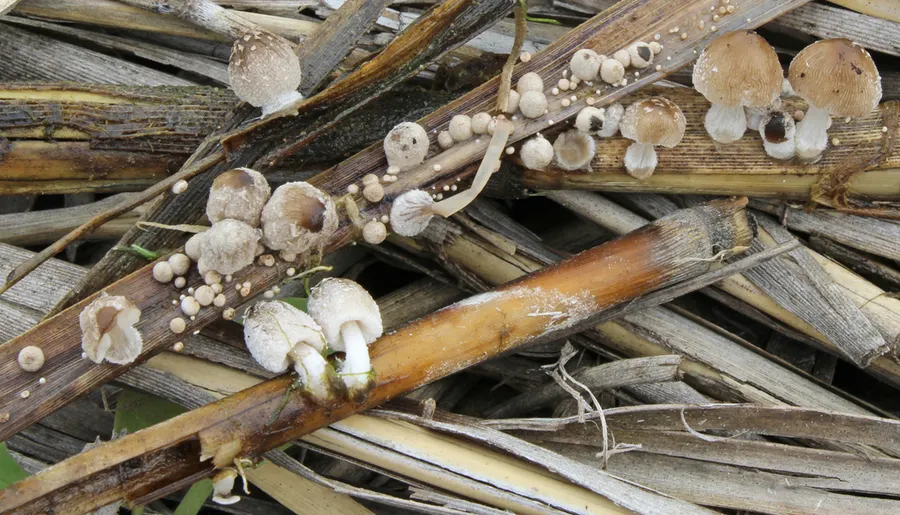 Dokumentasi Coprinopsis kubickae — Fotografi