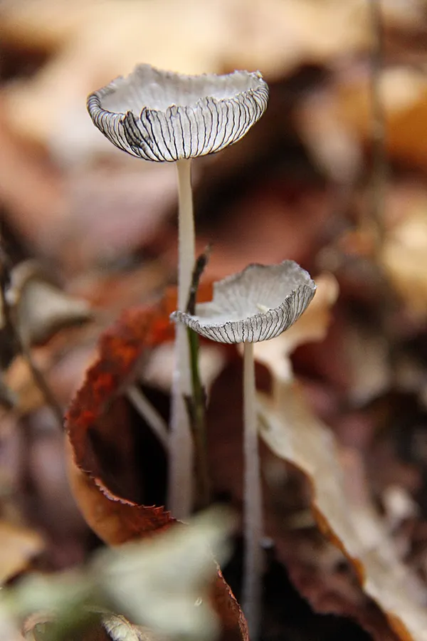 Dokumentasi Coprinopsis lagopus — Fotografi