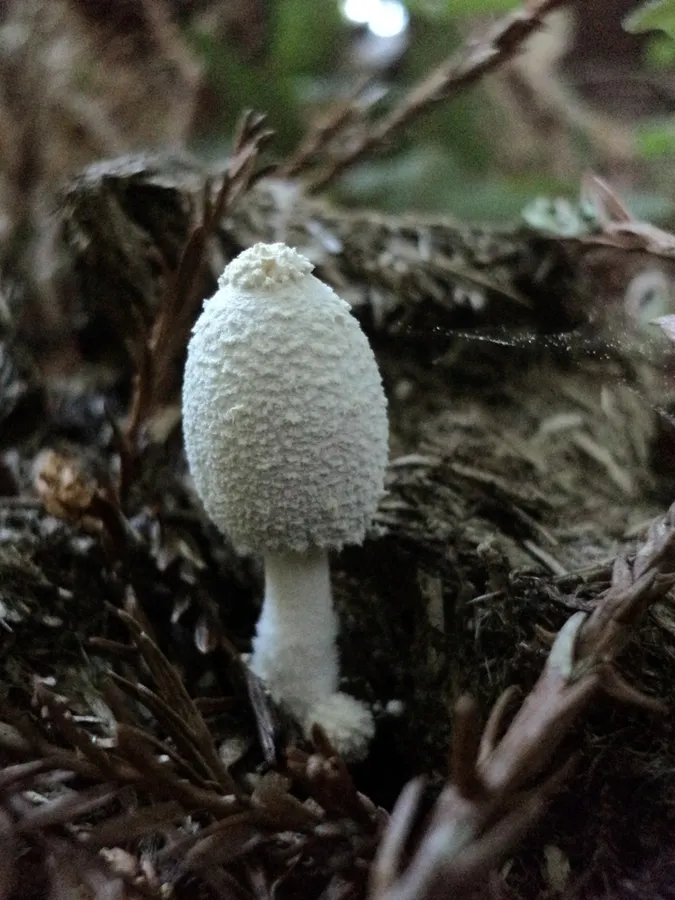 Dokumentasi Coprinopsis nivea — Fotografi