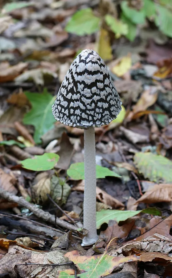 Dokumentasi Coprinopsis picacea — Fotografi
