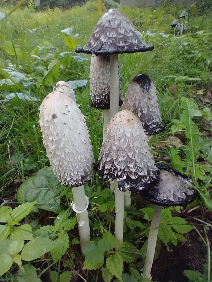 Dokumentasi Coprinus comatus — Fotografi