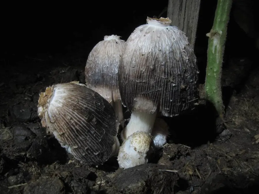 Dokumentasi Coprinus sterquilinus — Fotografi