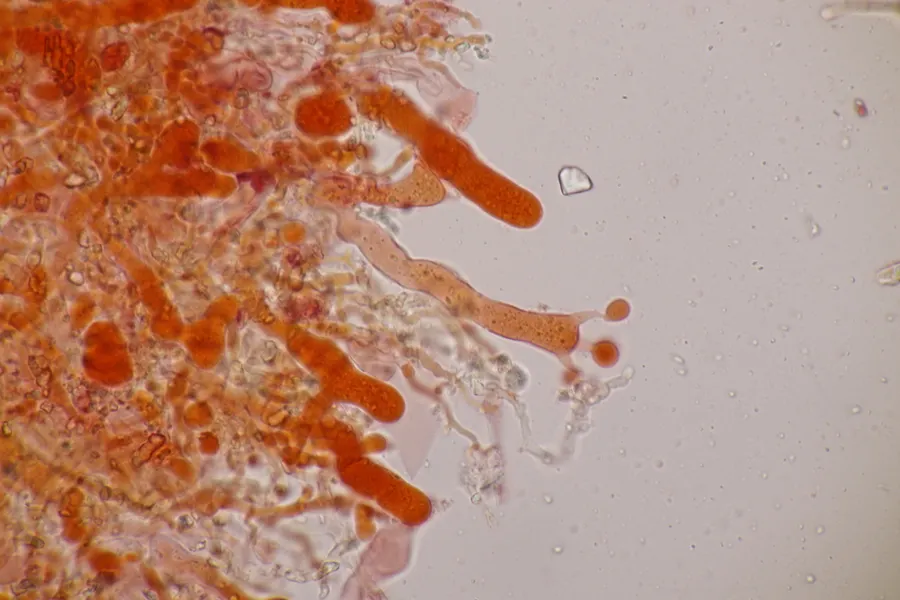 Dokumentasi Corticium roseum — Fotografi