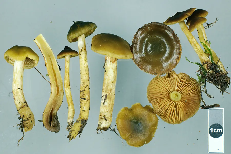 Dokumentasi Cortinarius alienatus — Fotografi