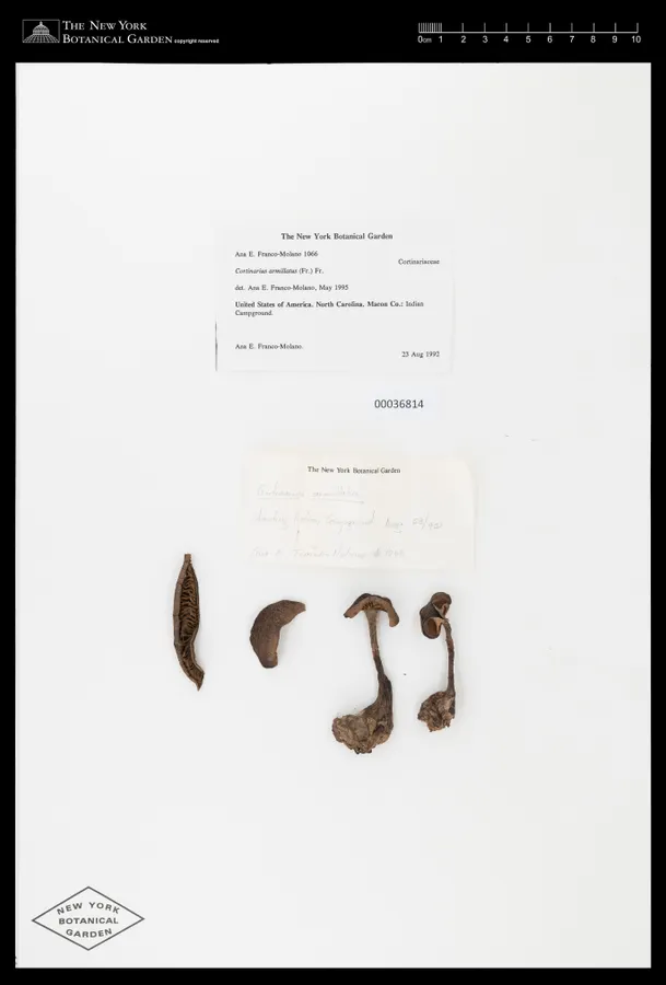 Dokumentasi Cortinarius armillatus — Voucher herbarium