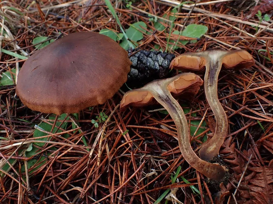 Dokumentasi Cortinarius croceus — Fotografi