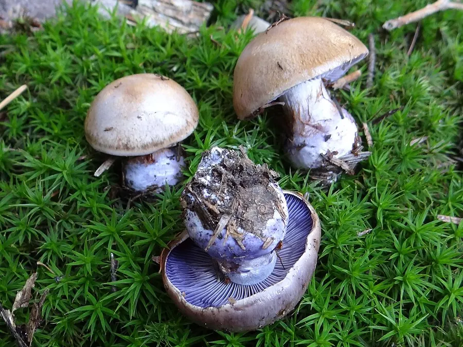 Dokumentasi Cortinarius cyanites — Fotografi